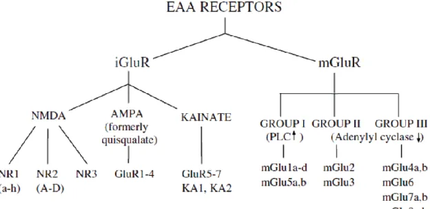 Gambar 1.1 Klasifikasi Reseptor Glutamat  Sumber: (Anurogo,dkk.,2014) 