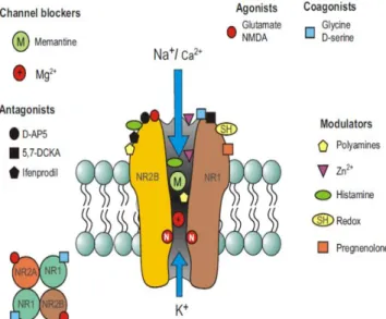 Gambar 1.3 Reseptor NMDA dengan bantuan Memantin
