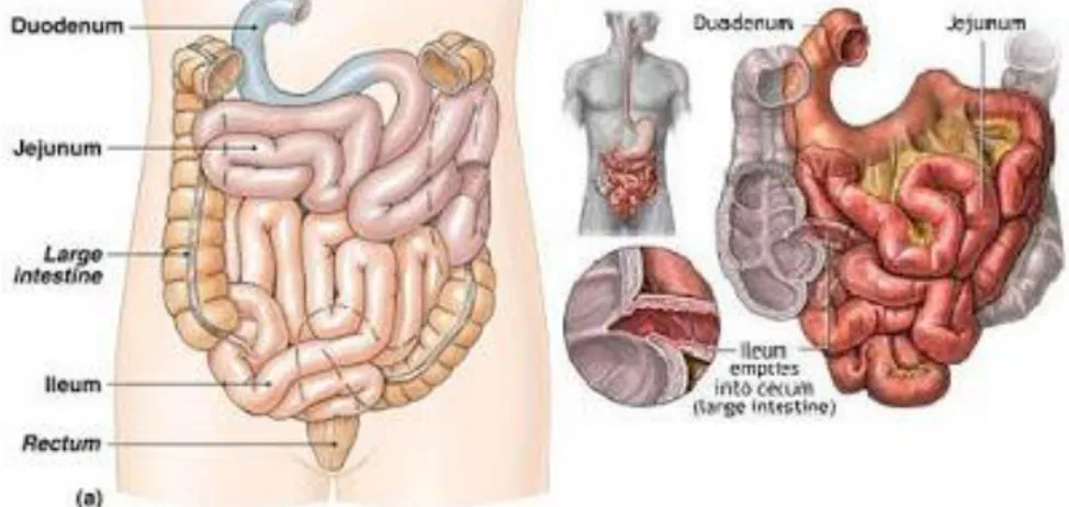 Gambar 1. Anatomi usus halus. 5 