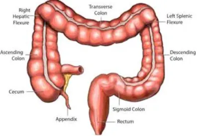 Gambar 2. Anatomi usu besar. 6  c.  Suplai Vaskuler 