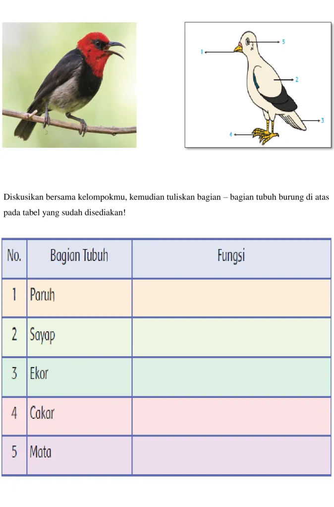 GAMBAR BURUNG 