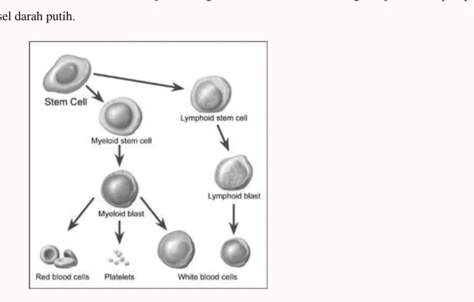 Gambar di bawah menunjukkan bagaimana sel stem berkembang menjadi beberapa tipe  sel darah putih