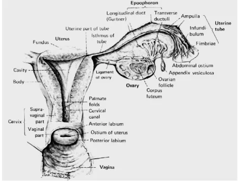 Gambar 4.1. Anatomi serviks (Ferenczy, 1997).