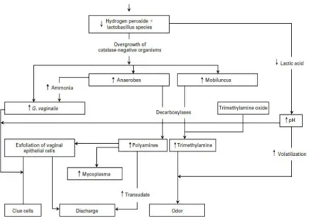 Gambar 4.12. Patofisiologi Bakterial Vaginosis g) Penatalaksanaan