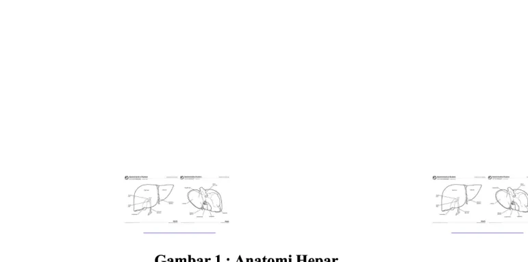 Gambar 1 : Anatomi HeparGambar 1 : Anatomi Hepar (Sumber :