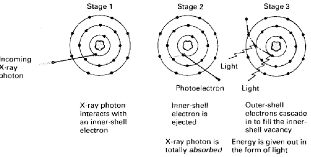 Gambar 2   Diagram yang menunjukkan tahap-tahap yang terjadi dalam interaksi  fotoelektron 