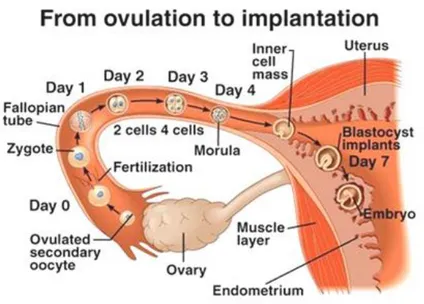 Gambar 1. Proses implantasi normal di endometrium uterus 4 