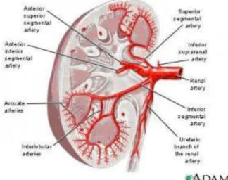 Gambar 2. Vaskularisasi pada ginjal  Fungsi Ginjal 