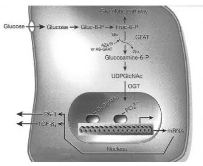 Gambar 2. 5 Hiperglikemia meninkatkan perubahan pada jalur hexosamine 