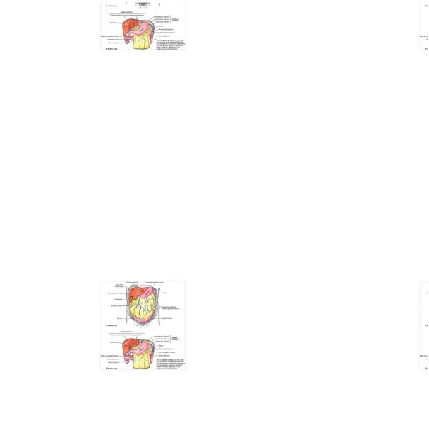 Gambar 4. Ligamen peritoneum dan omentum
