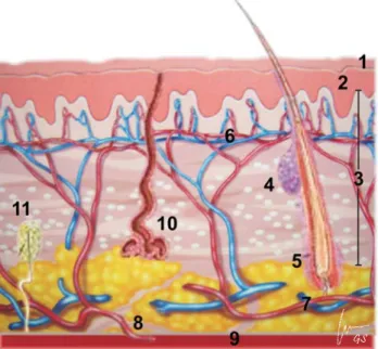 Gambar 1. Penampang kulit, terdiri atas: stratum korneum , epidermis, dermis, kelenjar sebasea, folikel rambut, pleksus papila dermis,
