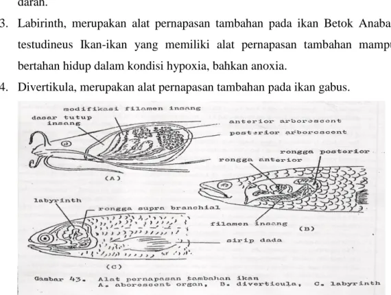 Gambar 3. Alat bantu Pernapasan pada Ikan  2.2.4  Proses Pernapasan Pada Ikan  