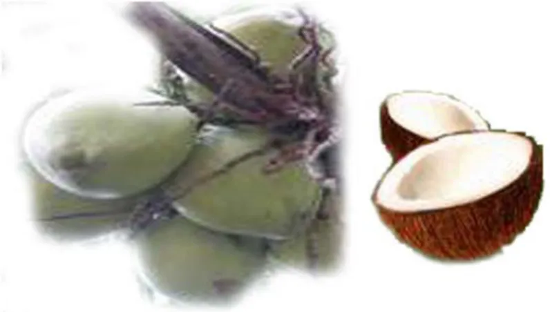 Gambar buah kelapa hijau (cocos nucifera) 