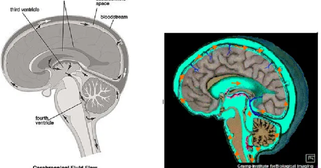 Gambar 2.4 Ilustrasi Aliran Cairan Serebrospinal (www.cerebromente.org)