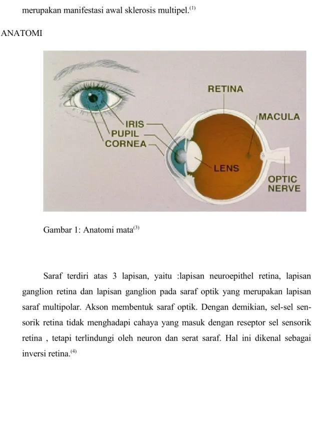 Gambar 1: Anatomi mata (3)