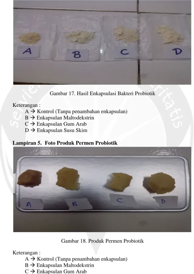 Gambar 17. Hasil Enkapsulasi Bakteri Probiotik Keterangan :