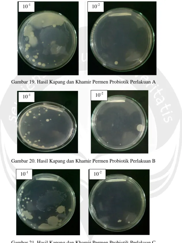 Gambar 19. Hasil Kapang dan Khamir Permen Probiotik Perlakuan A
