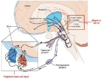 Gambar 2.5 Struktur anatomi sistem trigeminovaskular yang terlibat dalampatofisiologi nyeri kepala (Silberstein dkk., 2002)