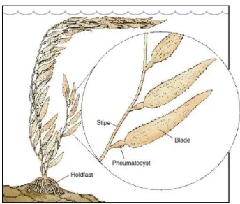 Gambar 2.2 Bagian-bagian talus (Sumber: Castro Huber, 2003)   Blade  bukanlah  daun  sejati,  karena  tidak  memiliki  jaringan  pembuluh,  permukaan  atas dan bawahnya pun identik,  hal  inilah  yang membedakan dengan  tumbuhan  tingkat  tinggi