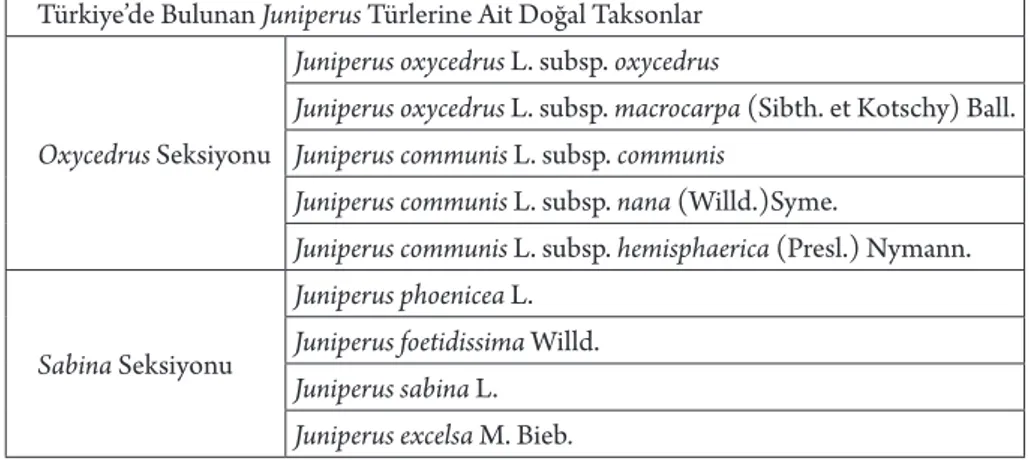 Çizelge 2.  Juniperus L. cinsinin seksiyonları ve Türkiye’de doğal yetişen taksonları  (Yaltırık, 1988).