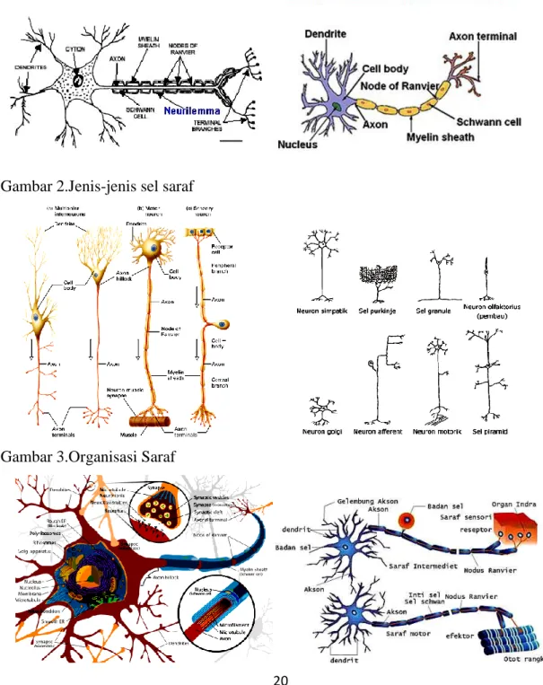 Gambar 1.Anatomi sel saraf 