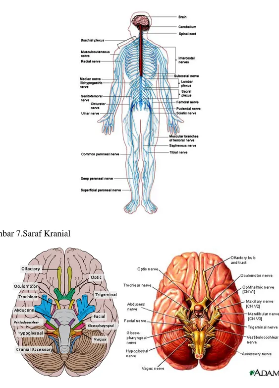 Gambar 7.Saraf Kranial 