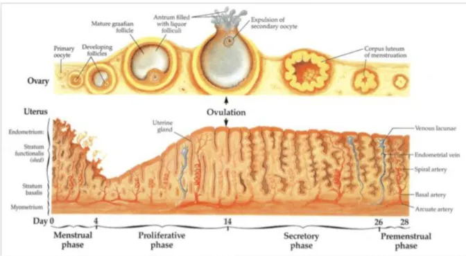 gambar 2. siklus ovarium dan endometrium  6 