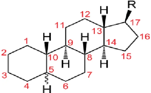 Gambar 3.  Struktur kimia steroid (Lehninger, 1982) 