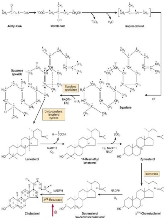 Gambar 5. Biosintesis kolesterol (Mayes, 1997). 