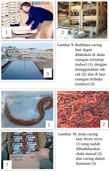 Gambar 9. Budidaya cacing  laut dapat  dilakukan di skala  ruangan tertutup  (indoor) (1); dengan  menggunakan  rak-rak (2); dan di luar  ruangan terbuka  (outdoor) (3)