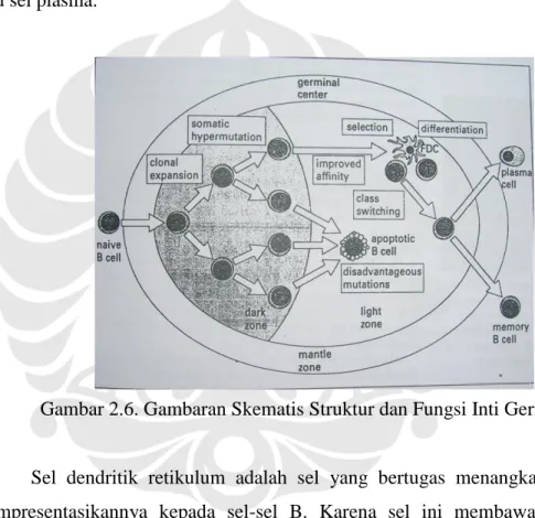 Gambar 2.6. Gambaran Skematis Struktur dan Fungsi Inti Germinal 8