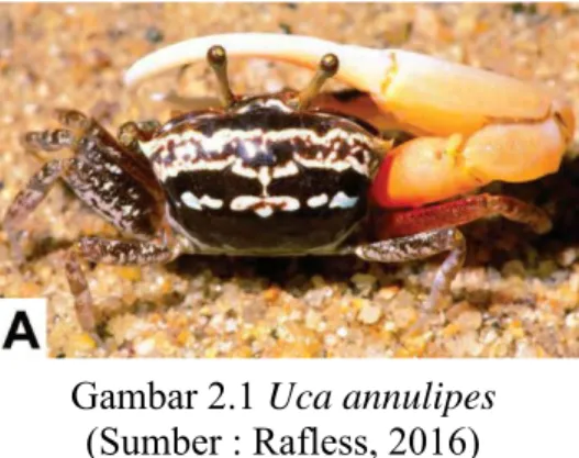 Gambar 2.1 Uca annulipes  (Sumber : Rafless, 2016) 