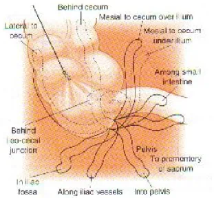 Gambar 2. Potongan transversa Appendix  5