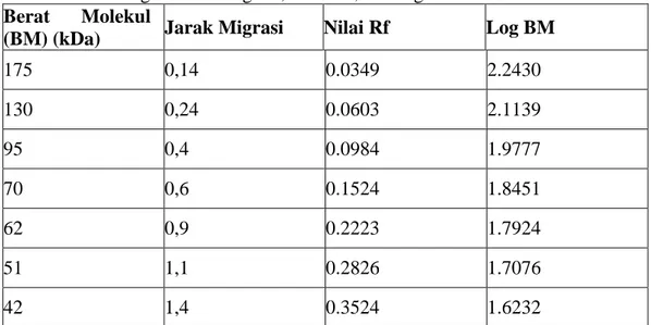 Tabel 1. Perhitungan Jarak Migrasi, Nilai Rf,dan Log BM Protein Marker  Berat  Molekul 