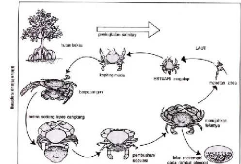 Gambar 5  Skema daur hidup kepiting bakau Scylla olivacea yang diadaptasikan                    dari Soim (1999).