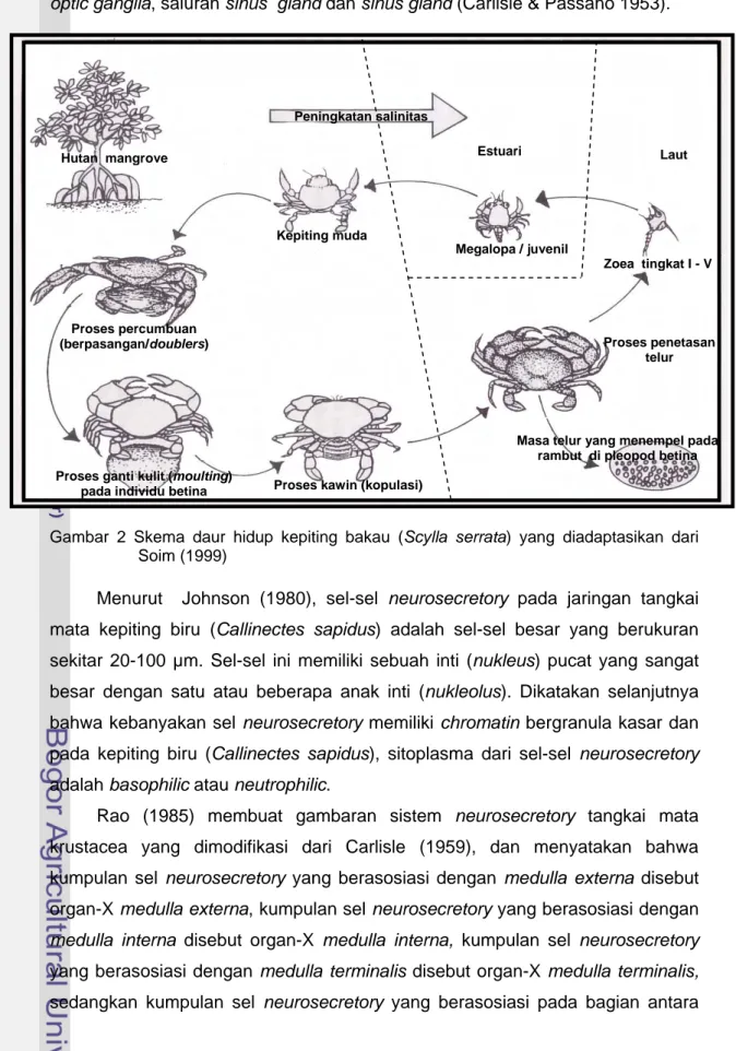 Gambar 2 Skema daur hidup kepiting bakau (Scylla serrata) yang diadaptasikan dari  Soim (1999) 