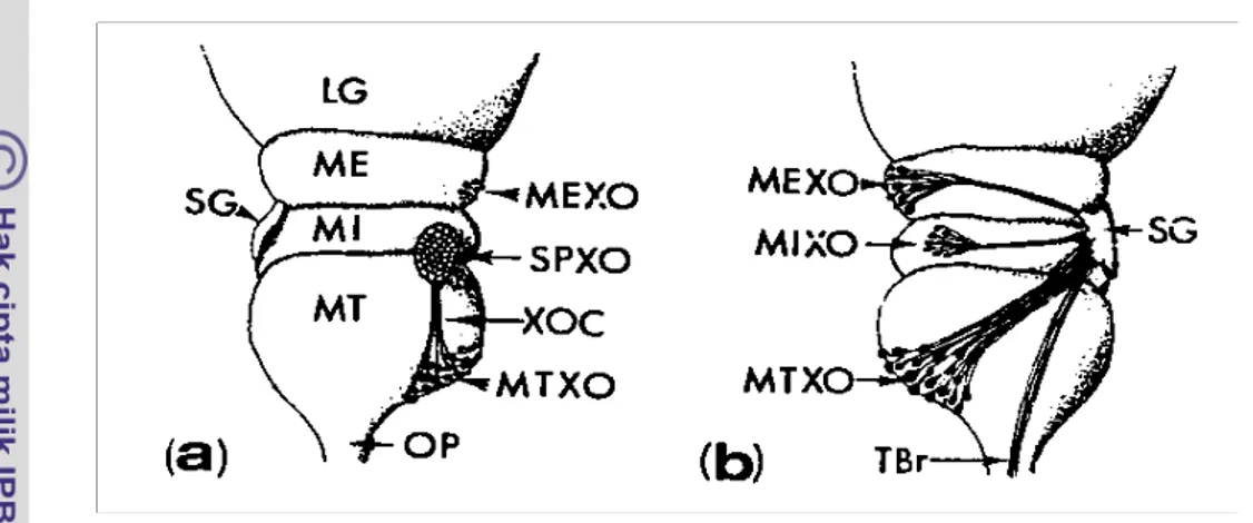 Gambar 3 Diagram sistem neurosecretory pada tangkai mata krustasea menurut Rao  (1985)