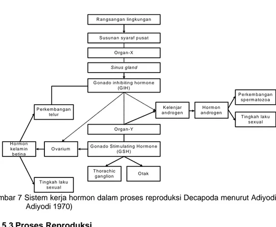 Gambar 7 Sistem kerja hormon dalam proses reproduksi Decapoda menurut Adiyodi dan  Adiyodi 1970) 