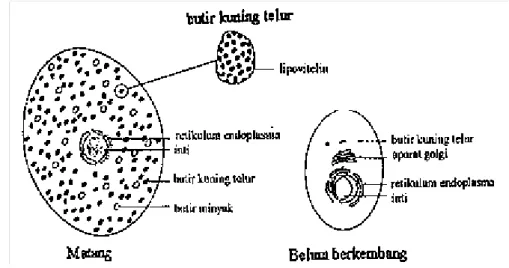 Gambar 8 Diagram sel telur matang dan sel telur belum Walker (1995) 