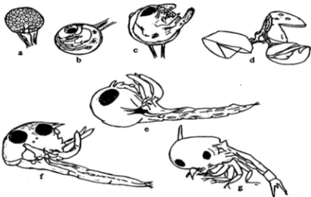 Gambar 9 Perkembangan telur menjadi larva kepiting bakau (Scylla serrata) Menurut  Arriola (1940)