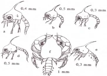 Gambar 10 Perkembangan kepiting bakau (Scylla serrata) pada tingkat larva dan  megalopa menurut Ong (1964) (a) Larva zoea I, (b) Larva zoea II, (c) Larva 