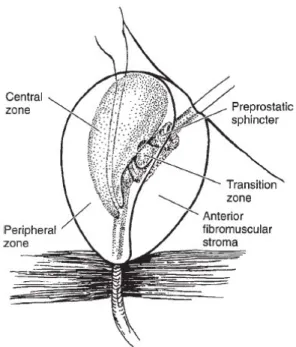 Gambar 2. Skema anatomi zona kelenjar prostat McNeal 4 .