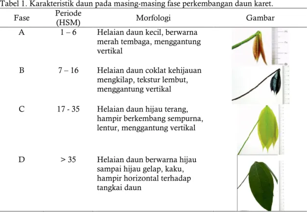 Tabel 1. Karakteristik daun pada masing-masing fase perkembangan daun karet. 