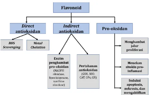 Gambar 1.9. Aktivitas antioksidan dan pro-oksidan flavonoid dalam stres  oksidatif.  ROS  (reactive  oxygen  species),  NADPH  oxidase  (nicotinamide  adenine  dinucleotide  phosphate  oxidase),  GSH  (glutathione),  SOD  (superoxide dismutase), CAT (catal