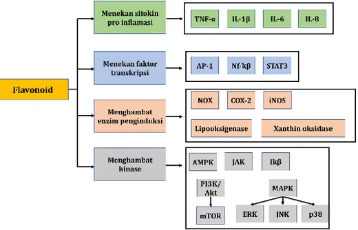 Gambar  1.11.  Target  flavonoid  selama  proses  inflamasi.  TNF  (tumor  necrosis  factor),  IL  (interleukin),  AP-1  (activator    protein-1),    NF-κB  (nuclear  factor  kappa-light-chain-enhancer  of activated B cells), STAT3   (signal  transducer  a