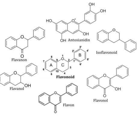 Gambar 1.1. Subkelas senyawa flavonoid dan strukur kimianya  Cincin kromana (A dan C) beriktan dengan cincin B, dimana  jika C2 yang beriktan maka flavonoid atau C3 maka isoflavonoid