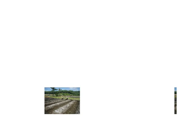 Gambar 2. Pengolahan tanah dengan sistem guludan