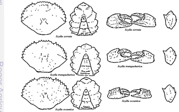 Gambar 1.  Perbandingan bentuk karapas (tampak dorsal dan ventral) serta cheliped  carpus pada ketiga spesies Scylla (jantan) (Fushimi &amp; Watanabe 2001)