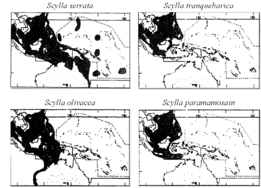 Gambar 4.  Daerah penyebaran kepiting bakau di dunia menurut Keenan   (FAO 1998). 