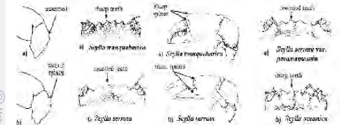 Gambar 12.  Identifikasi kepiting bakau menurut Estampador (dimodifikasi)            (FAO 1998)